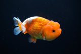 Juvenile Lionchu  Red White 3.5 Inch (ID#1213R11b-14) Free2Day SHIPPING