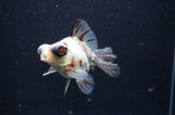 Butterfly  Calico 3.5 Inch (ID#408B8b-34) Free2Day SHIPPING