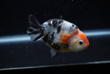 Juvenile Ranchu  Calico 3.5 Inch (ID#1129R9b-62) Free2Day SHIPPING