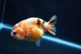 Milk Cow Ranchu  Calico 3.5 Inch (ID#1011R9a-60) Free2Day SHIPPING