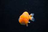 Juvenile Lionchu  Red White 3.5 Inch (ID#1213R11b-14) Free2Day SHIPPING