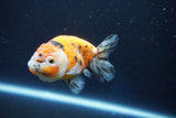 Ranchu  Calico 3 Inch (ID#1001R5c-65) Free2Day SHIPPING