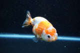 Milk Cow Ranchu  Calico 3.5 Inch (ID#1011R9a-60) Free2Day SHIPPING