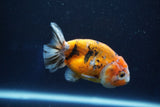 Ranchu  Calico 3 Inch (ID#1001R5c-65) Free2Day SHIPPING