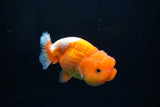 Juvenile Lionchu  Red White 3.5 Inch (ID#1213R11b-14) Free2Day SHIPPING