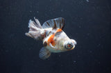 Butterfly  Calico 3.5 Inch (ID#408B8b-34) Free2Day SHIPPING