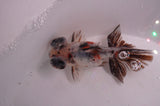 Butterfly  Calico 3.5 Inch (ID#408B8b-34) Free2Day SHIPPING