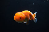 Juvenile Lionchu  Red White 3.5 Inch (ID#1213R11b-14) Free2Day SHIPPING