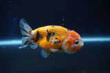 Ranchu  Calico 3 Inch (ID#1001R5c-65) Free2Day SHIPPING