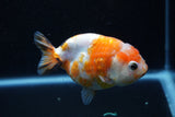 Milk Cow Ranchu  Calico 3.5 Inch (ID#1011R9a-60) Free2Day SHIPPING