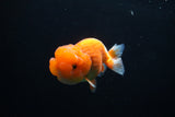 Juvenile Lionchu  Red White 3.5 Inch (ID#1213R11b-14) Free2Day SHIPPING