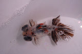 Butterfly  Calico 3.5 Inch (ID#408B8b-34) Free2Day SHIPPING