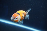 Ranchu  Calico 3 Inch (ID#1001R5c-65) Free2Day SHIPPING