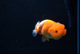 Juvenile Lionchu  Red White 3.5 Inch (ID#1213R11b-14) Free2Day SHIPPING