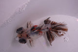 Butterfly  Calico 3.5 Inch (ID#408B8b-34) Free2Day SHIPPING