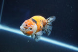 Ranchu  Calico 3 Inch (ID#1001R5c-65) Free2Day SHIPPING