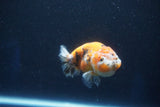 Ranchu  Calico 3 Inch (ID#1001R5c-65) Free2Day SHIPPING