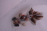 Butterfly  Calico 3.5 Inch (ID#408B8b-34) Free2Day SHIPPING
