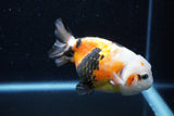 Milk Cow Ranchu  Calico 4 Inch (ID#1011R9a-61) Free2Day SHIPPING