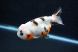 Milk Cow Ranchu  Calico 4 Inch (ID#1011R9a-61) Free2Day SHIPPING