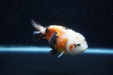 Milk Cow Ranchu  Calico 4 Inch (ID#1011R9a-61) Free2Day SHIPPING