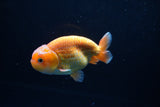 Juvenile Lionchu  Red White 4 Inch (ID#1213R11b-15) Free2Day SHIPPING