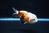 Milk Cow Ranchu  Calico 4 Inch (ID#1011R9a-61) Free2Day SHIPPING