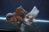 Thai Oranda  Bronze 6 Inch (ID#1105To6b-107)