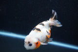 Milk Cow Ranchu  Calico 4 Inch (ID#1011R9a-61) Free2Day SHIPPING