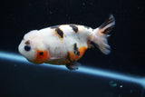 Milk Cow Ranchu  Calico 4 Inch (ID#1011R9a-61) Free2Day SHIPPING