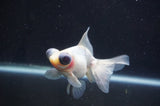 Butterfly  Calico 3.5 Inch (ID#408B8b-35) Free2Day SHIPPING