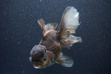 Thai Oranda  Bronze 6 Inch (ID#1105To6b-107)