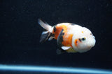 Milk Cow Ranchu  Calico 4 Inch (ID#1011R9a-61) Free2Day SHIPPING