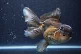 Thai Oranda  Bronze 6 Inch (ID#1105To6b-107)