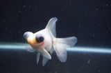Butterfly  Calico 3.5 Inch (ID#408B8b-35) Free2Day SHIPPING