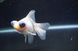 Butterfly  Calico 3.5 Inch (ID#408B8b-35) Free2Day SHIPPING