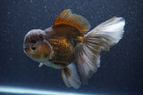 Thai Oranda  Bronze 6 Inch (ID#1105To6b-107)