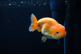 Juvenile Lionchu  Red White 4 Inch (ID#1213R11b-15) Free2Day SHIPPING