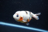 Milk Cow Ranchu  Calico 4 Inch (ID#1011R9a-61) Free2Day SHIPPING