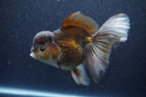 Thai Oranda  Bronze 6 Inch (ID#1105To6b-107)