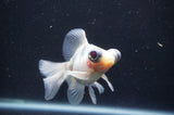 Butterfly  Calico 3.5 Inch (ID#408B8b-35) Free2Day SHIPPING