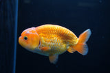 Juvenile Lionchu  Red White 4 Inch (ID#1213R11b-15) Free2Day SHIPPING