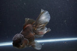 Thai Oranda  Bronze 6 Inch (ID#1105To6b-107)