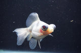 Butterfly  Calico 3.5 Inch (ID#408B8b-35) Free2Day SHIPPING