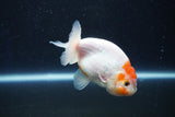 Ranchu  Sakura 3 Inch (ID#1001R5c-67) Free2Day SHIPPING