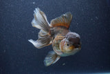 Thai Oranda  Bronze 6 Inch (ID#1105To6b-107)