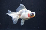 Butterfly  Calico 3.5 Inch (ID#408B8b-35) Free2Day SHIPPING