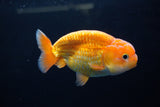 Juvenile Lionchu  Red White 4 Inch (ID#1213R11b-15) Free2Day SHIPPING