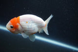 Ranchu  Sakura 3 Inch (ID#1001R5c-67) Free2Day SHIPPING