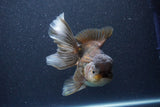 Thai Oranda  Bronze 6 Inch (ID#1105To6b-107)